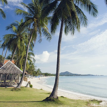 Palm trees at sandy Chaweng  Beach