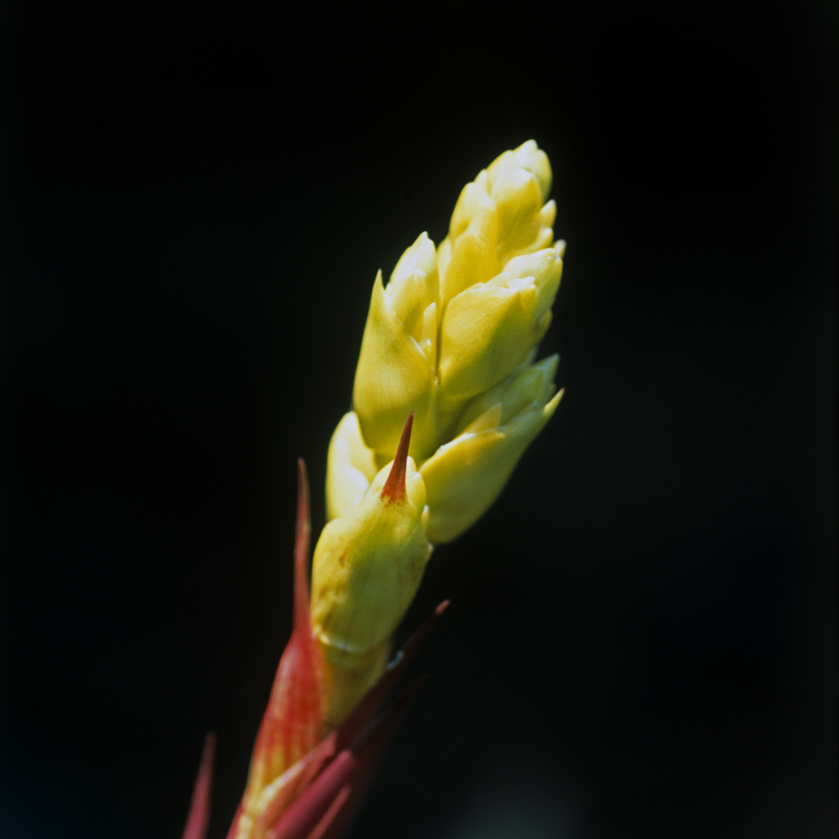 Costa Rica, Las Cruces, Wilson Botanical Garden, bromeliad bud, close-up