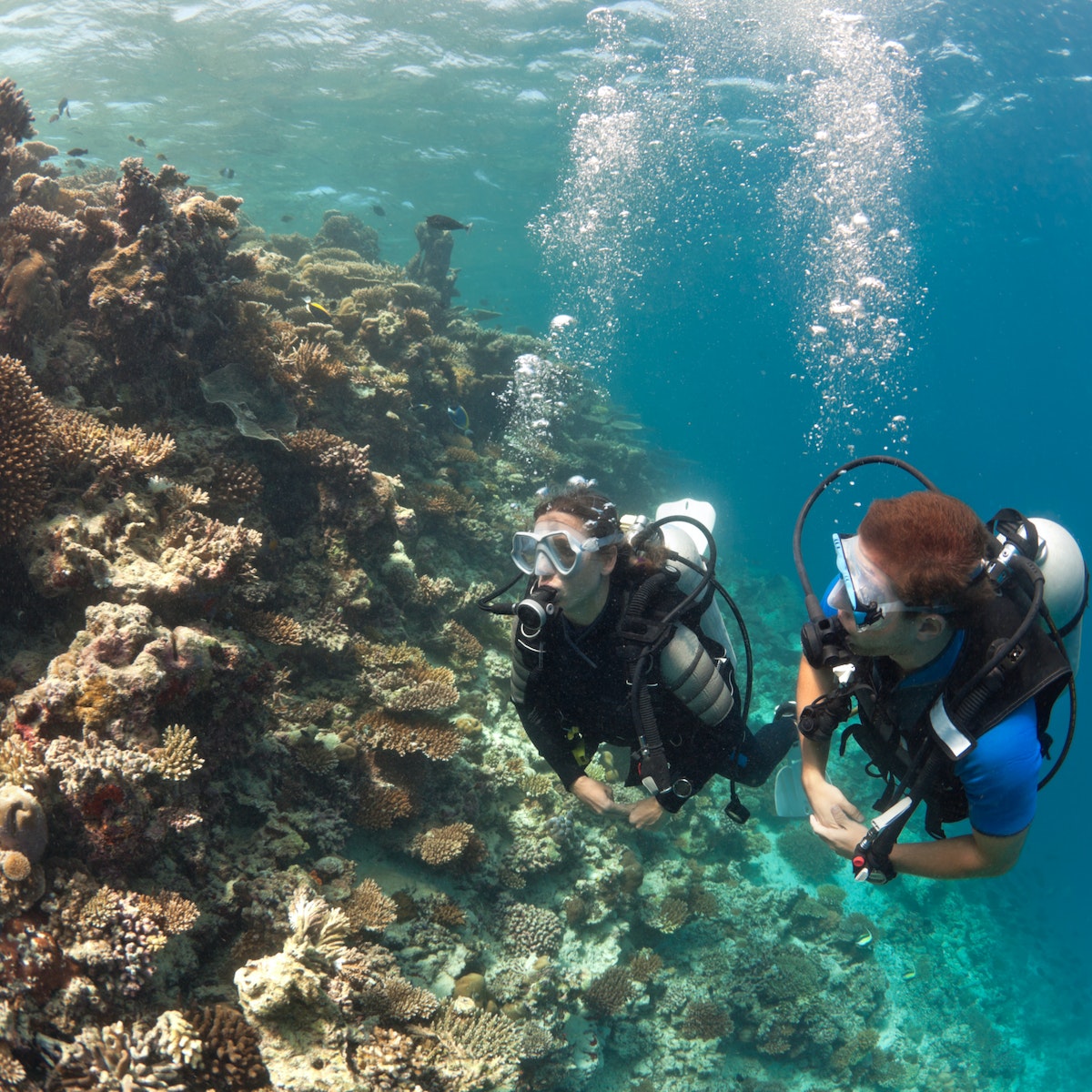 underwater buddy team reef