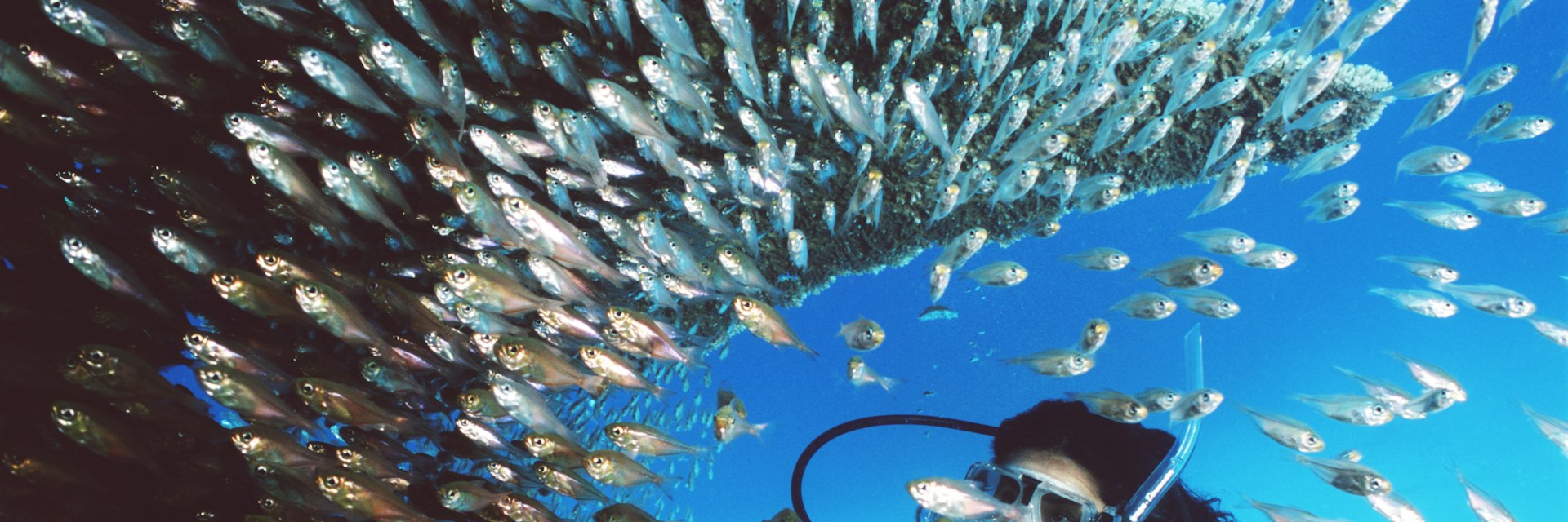 Woman scuba diving near coral and tropical fish