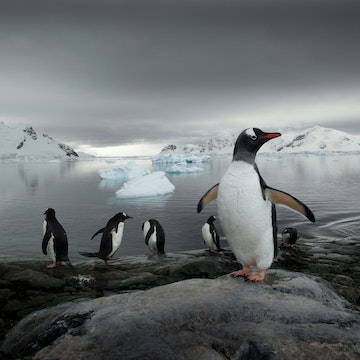 Gentoo penguins on fringes of Paradise Bay on Antarctic Peninsula..