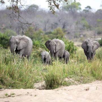 Herd of elephants walking through grassland.