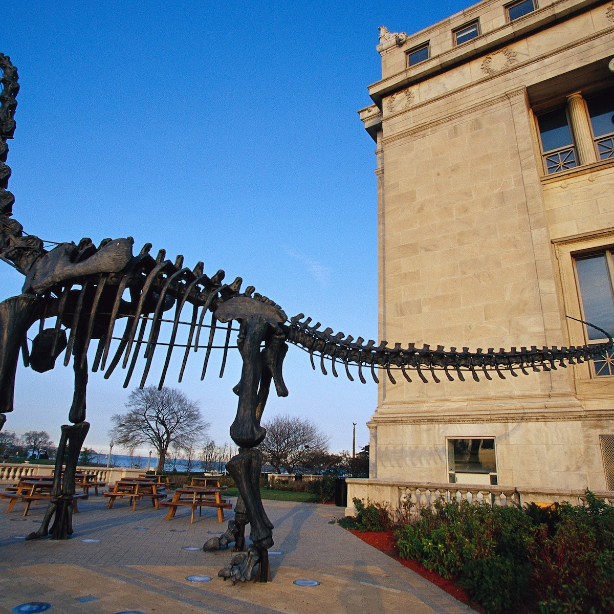 Model of Dinosaur Skeleton