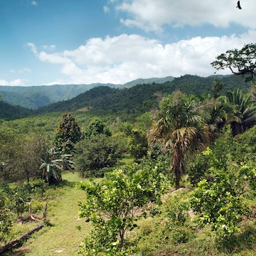 The forest on the side of Hummingbird Highway from Hopkins to Belize City.