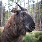 Features - A takin - visually, a mix of mountain goat and gnu. 