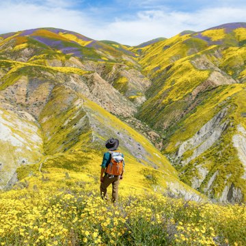 Hiker stands amidst a field of wildflowers on the rolling Carrizo Hills