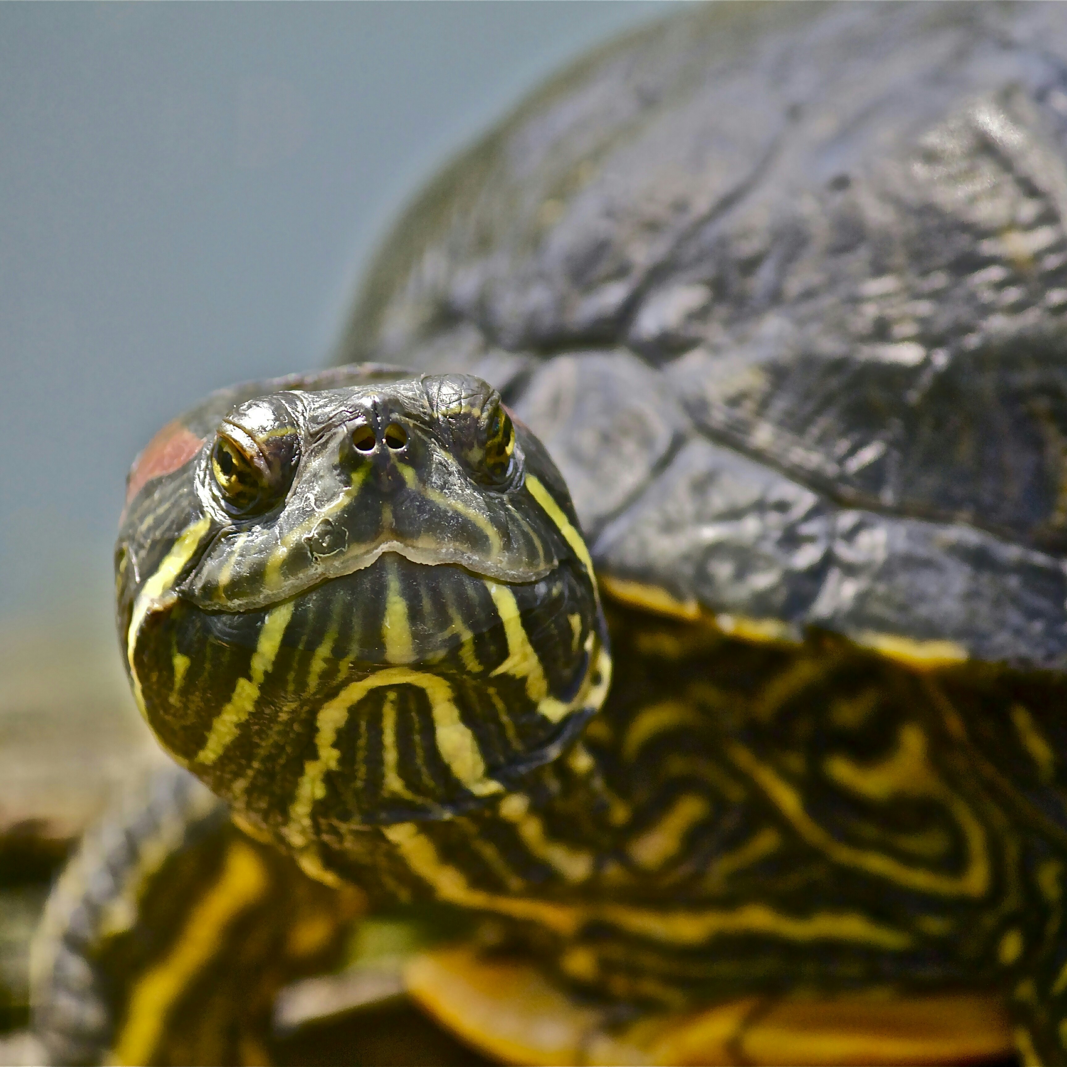 Okefenokee National Wildlife Refuge