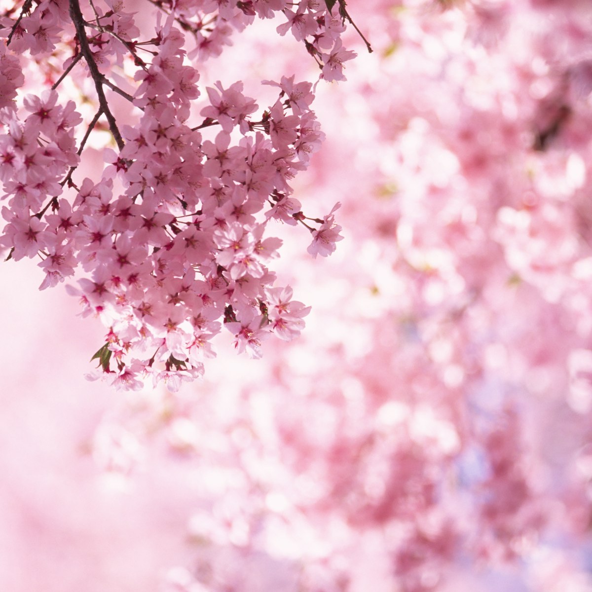 Pink Cherry Blossoms