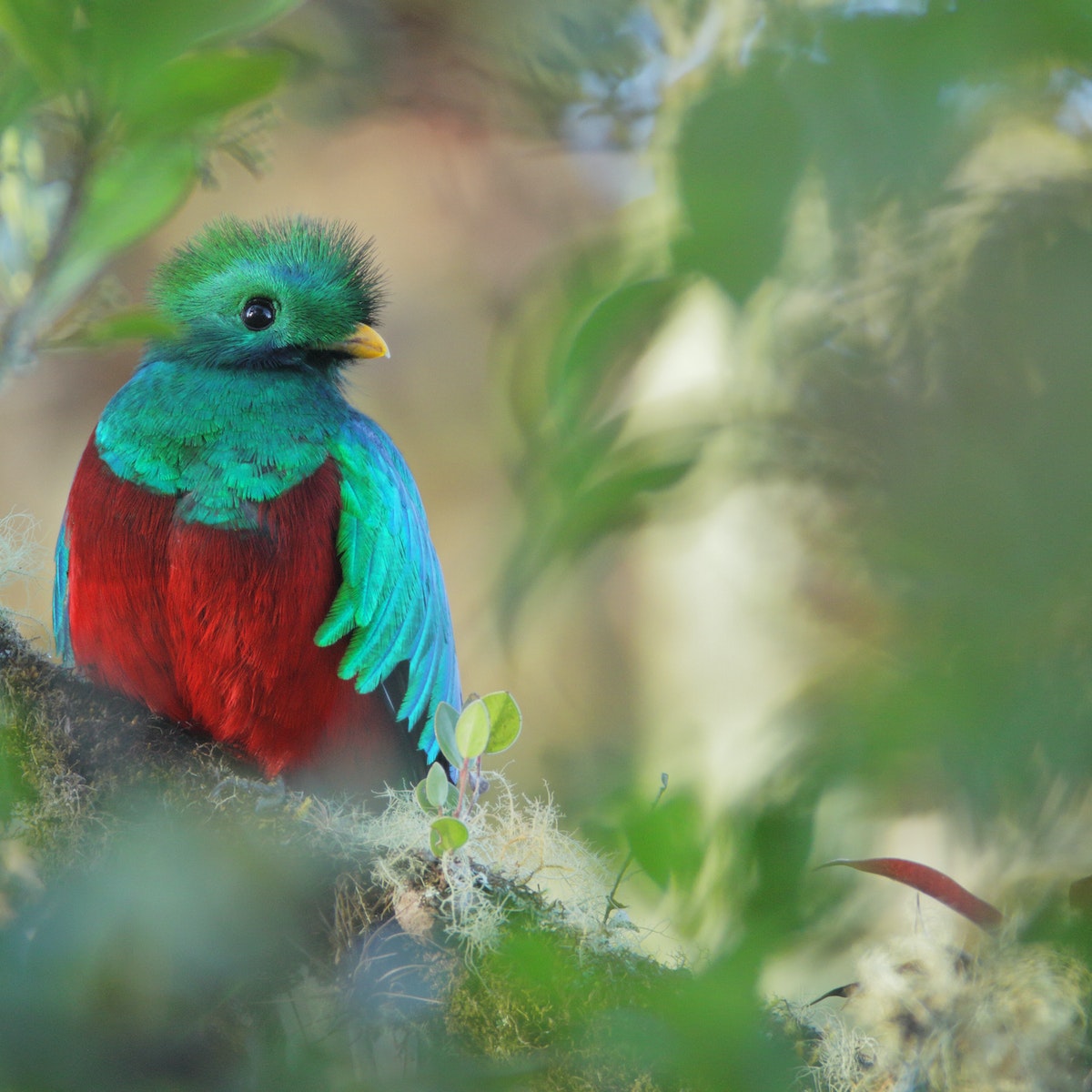 Resplendent Quetzal