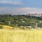 A distant downtown Johannesburg skyline is fronted by forested hills dotted with homes and the grass-covered Melville Koppies.© Heather Mason / Lonely Planet