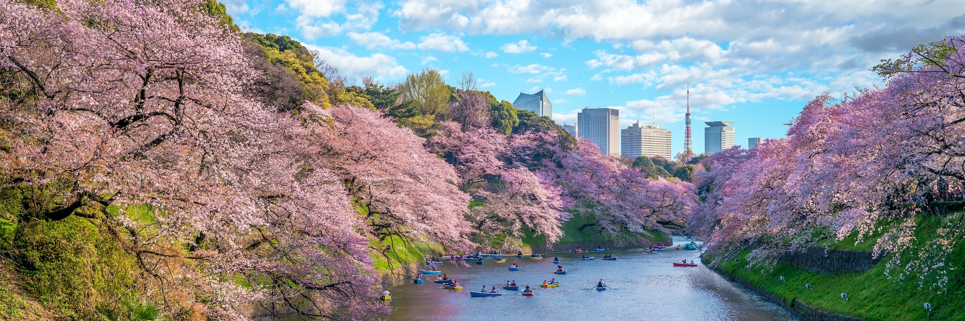 Many people paddle in boats near cherry blossoms at Chidorigafuchi Green Way in Tokyo.
