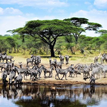 Burchell zebras 