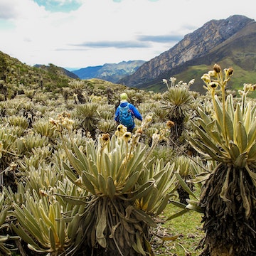 755448127
hiking, hiker, man, male, woman, colombia, espeletia, frailejones, frailejon, paramo, cocuy, andes, nature, mountains, travel, flora, people, person, female, landscape, america, fraylejon, el, outdoor, south, southamerica, green, ecosystem, environment, high, park, altitude, andean, ecuador, grass, plant, reserve, tourism, boyaca, clouds, mountain, national, latin, sky, awesome, trekking, backpacker, adventure, activity
Hiker in Colombian paramo highland of Cocuy National Park, surrounded by the beautiful Frailejones plants.